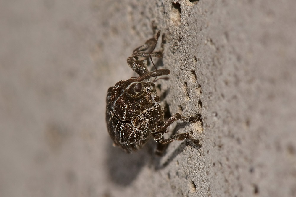 Curculionidae: Mogulones geographicus